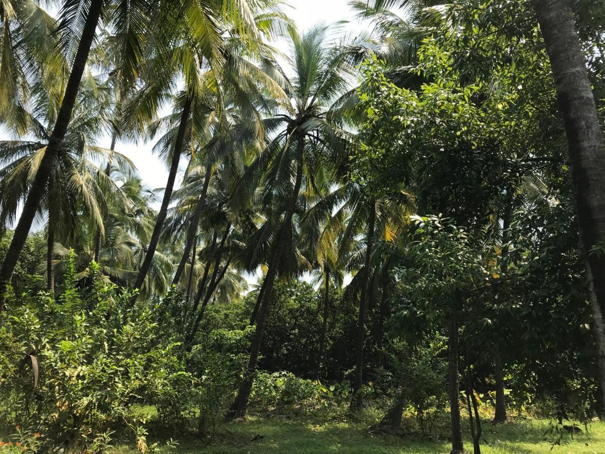 Zohra Baugh, A Green & Organic Farmhouse Stay With All Amenities Dahanu Exterior photo