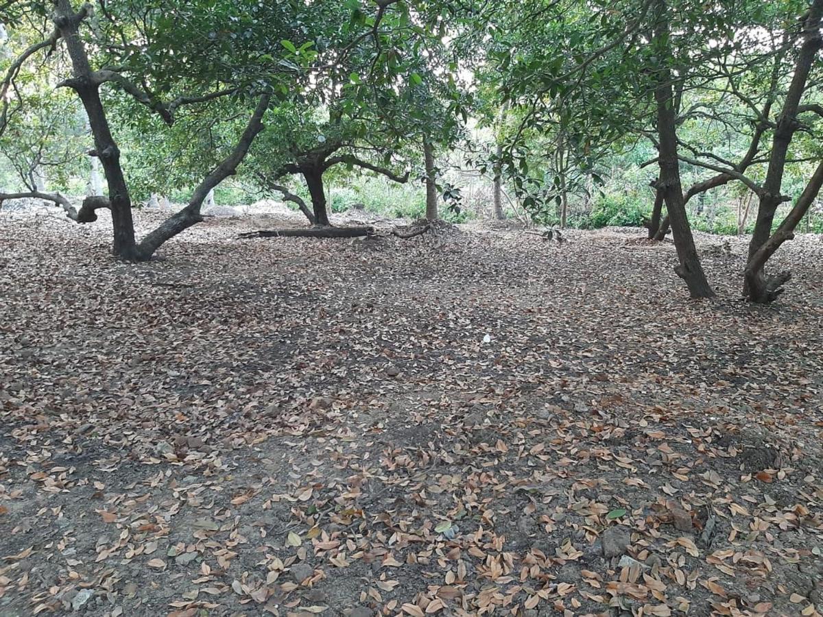 Zohra Baugh, A Green & Organic Farmhouse Stay With All Amenities Dahanu Exterior photo